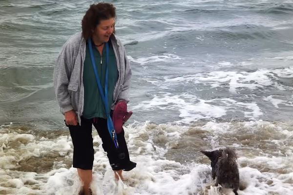 Seaside Dog Zone photo 1